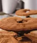 Ganoderma - Duanwood Red Reishi, 100% spórový prášek Ganoderma - Duanwood Red Reishi, 100% spórový prášek