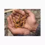 Cordyceps, Extrakt 40 % polysacharidů, 15 % manitolu Cordyceps, Extrakt 40 % polysacharidů, 15 % manitolu